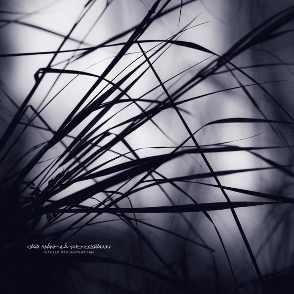 Talitha Borealis by wchild on DeviantArt