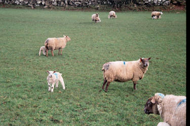 Sheep in their field