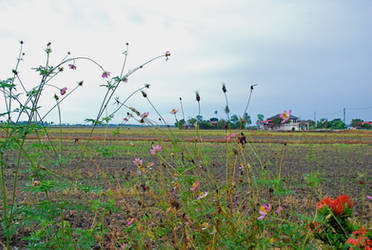 pink flower