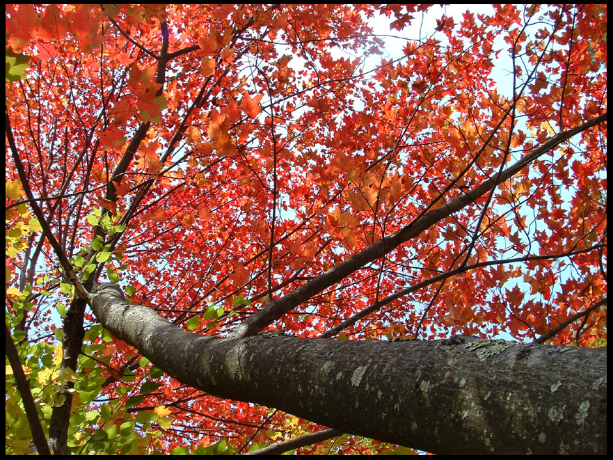 Red-Green Tree