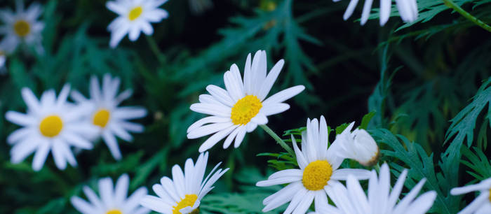 Daisies