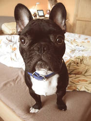 French Bulldog