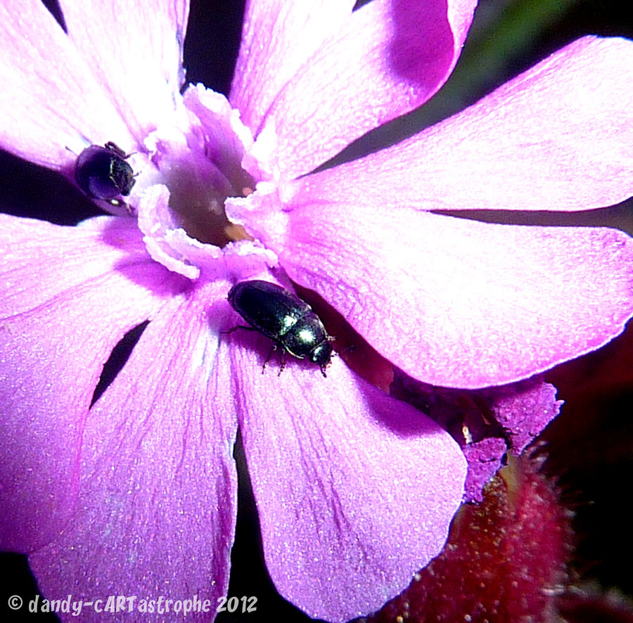 ShutterBUG 01 by dandy-cARTastrophe on DeviantArt