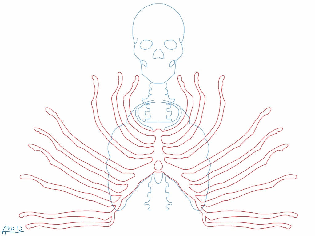Skeleton Rib Cage Pattern By Olgatarta On DeviantArt
