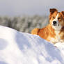 Frosty lookout