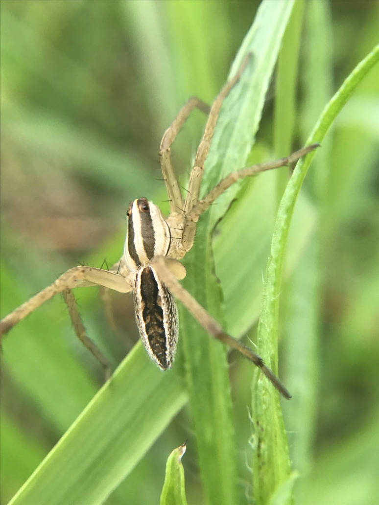 Dumpy Spider Dumb looking spider by GOONWITHAFACE on DeviantArt
