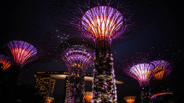 Super Tree at Gardens By The Bay