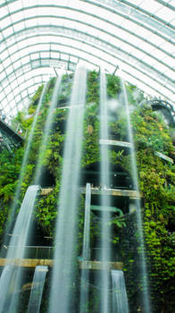 Waterfall in Cloud Forest