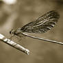 Dragonfly Pt. 2