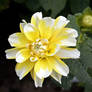 Botaniska Goteborg 2