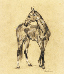 horse