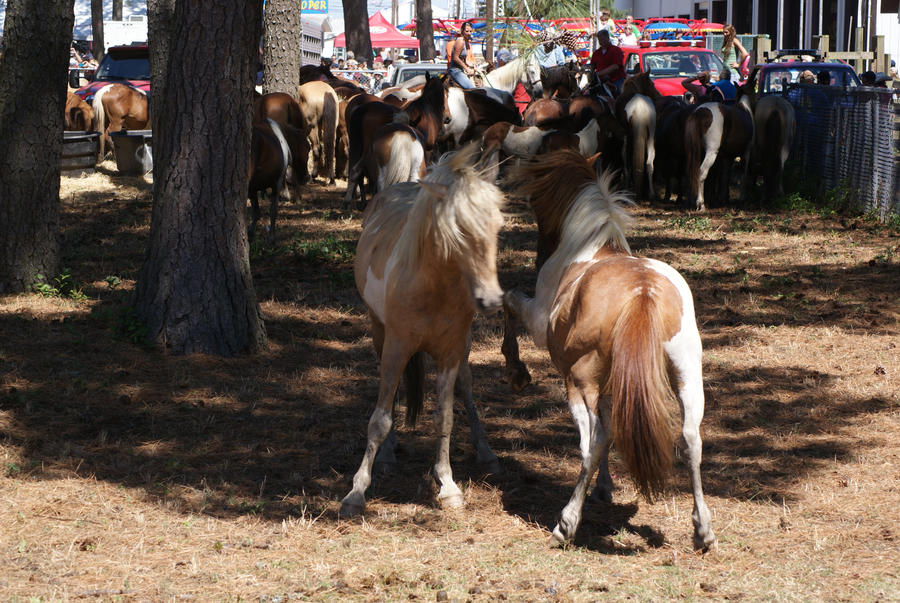 Chincoteague Pony 83