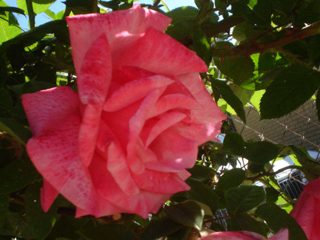 Pink canadian rose 6 by Crystalforest-stock on DeviantArt