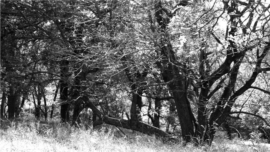 Balck Path Blackpath by Fluenfvard on DeviantArt