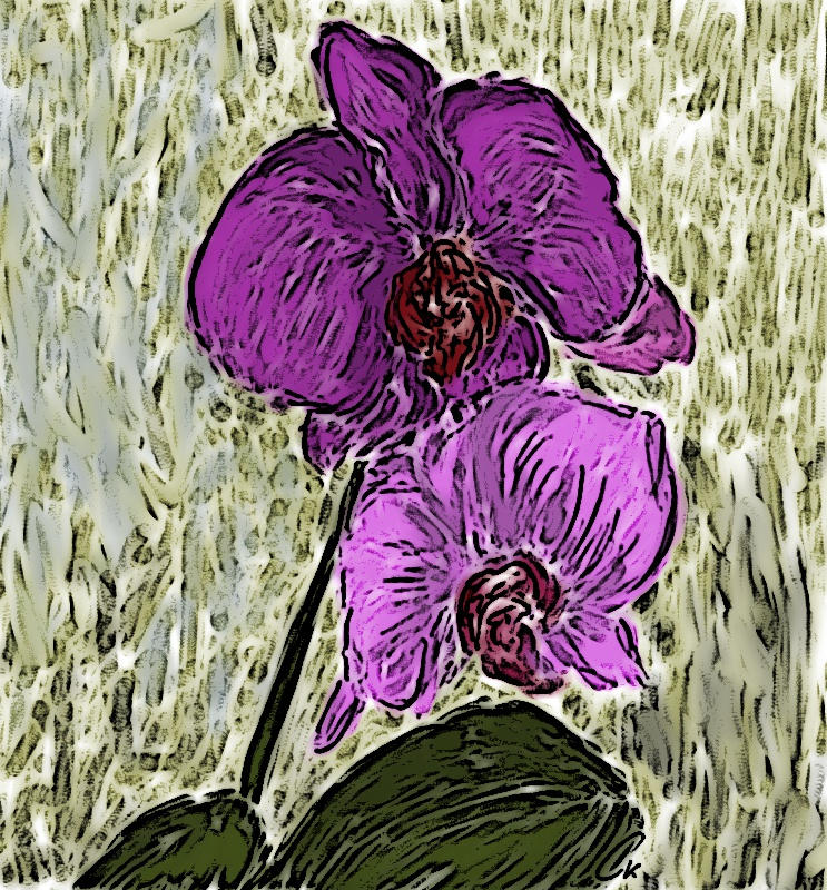 orchid