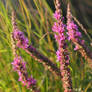 A beauty dressed in pink