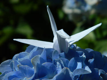 Hydrangea Landing