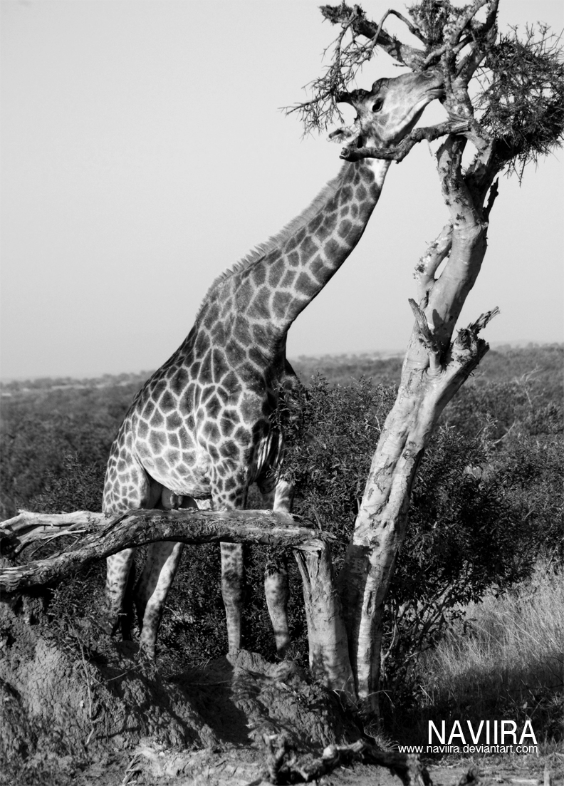 Wild Giraffe