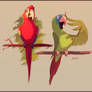 The Macaw and the Conure