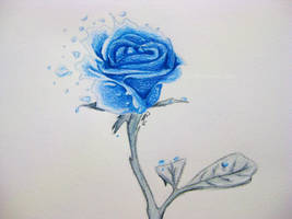 Ocean Blue Rose