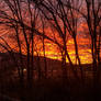 Dawn through the trees