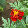 ,'French marigold',