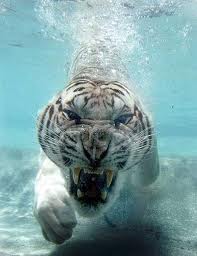 tiger in the sea