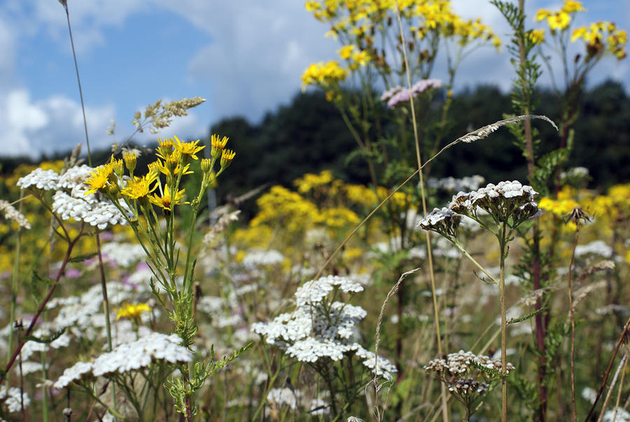 wild weedland with jacob's senecio