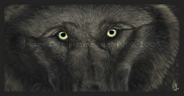 Wolf Vision - 2