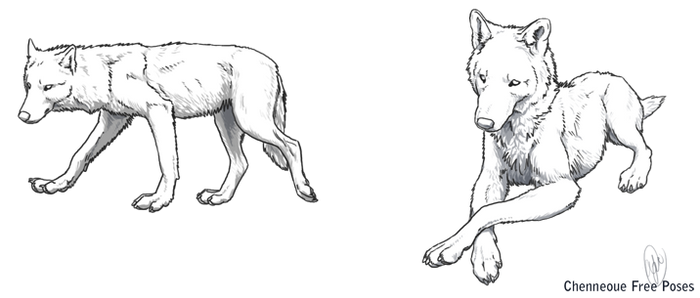 Free Wolf Poses