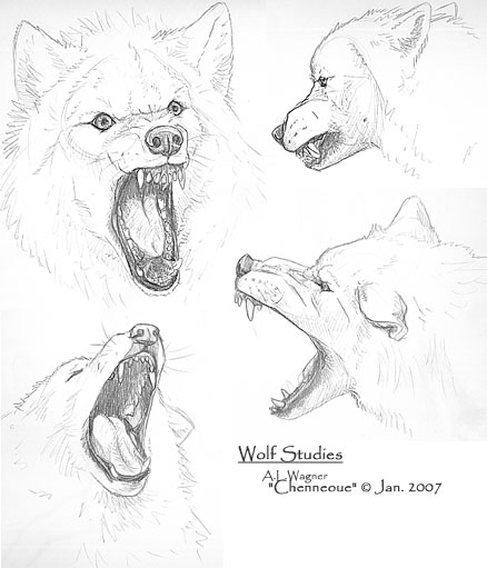 Wolf Head studies 1-07