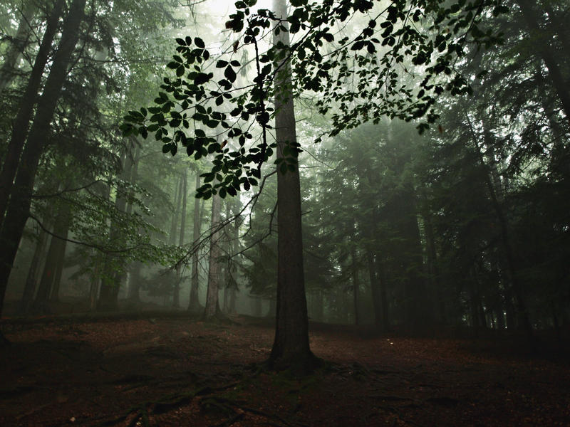 Green Forest