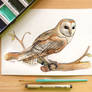 Barn owl | calendar project #2