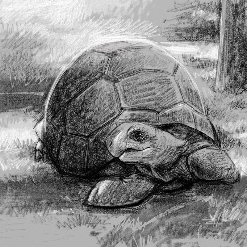 Tortoise