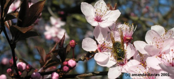 Plum blossom nectar