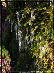 Moss Icicles