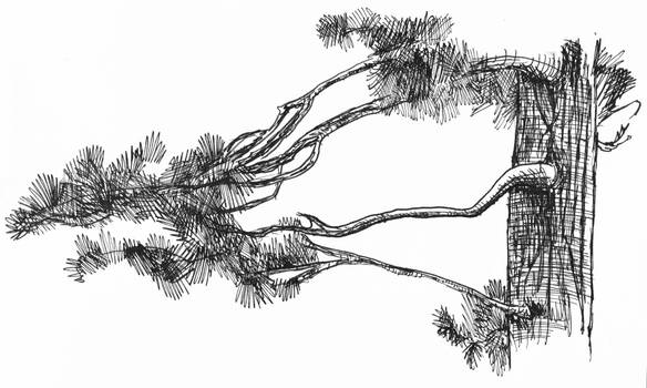 tree study