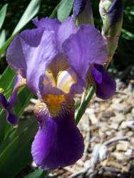 Iris