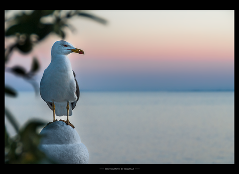 The Seagull