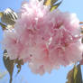 pretty in pink