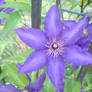 purple star