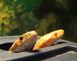 Slippy And Alice 2006