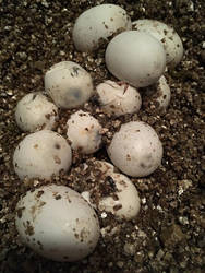 The Rest of the Eggs Begin to Hatch