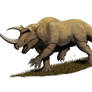 Komodo Rhino