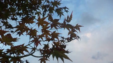 Maple Leaves