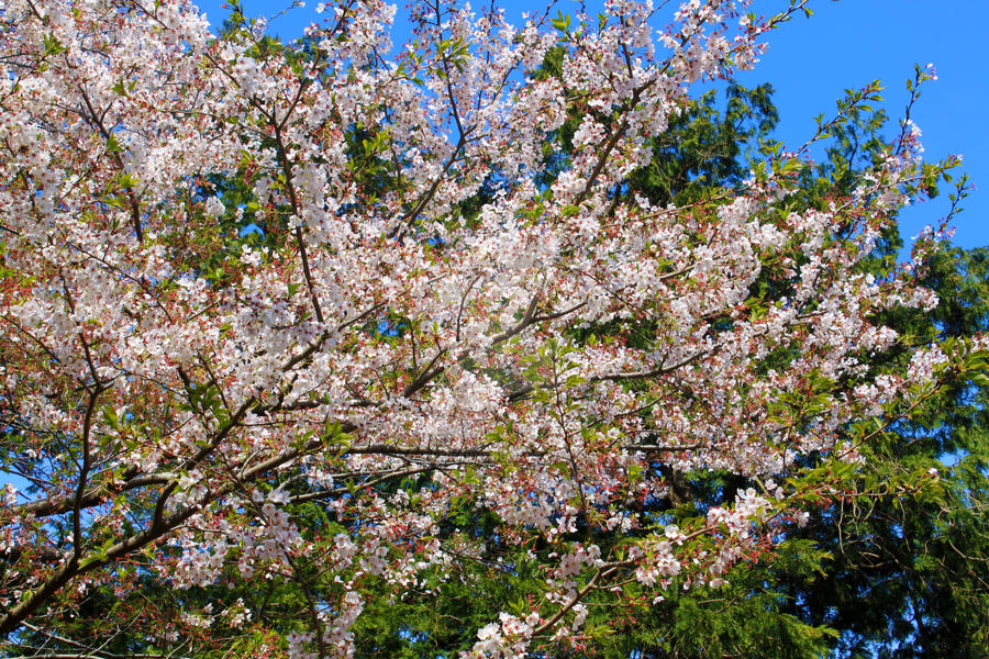 Late Spring Graphics Late Spring by dArkeRiaNnE on DeviantArt