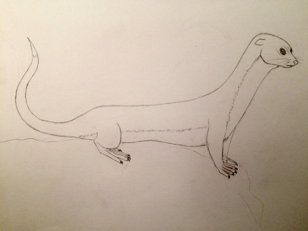 Rust Tail Sand Otter: Rust-Tail by WorldBuildersInc on DeviantArt