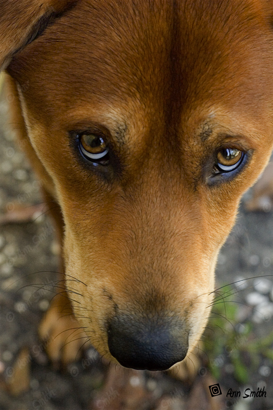 Puppy Eyes