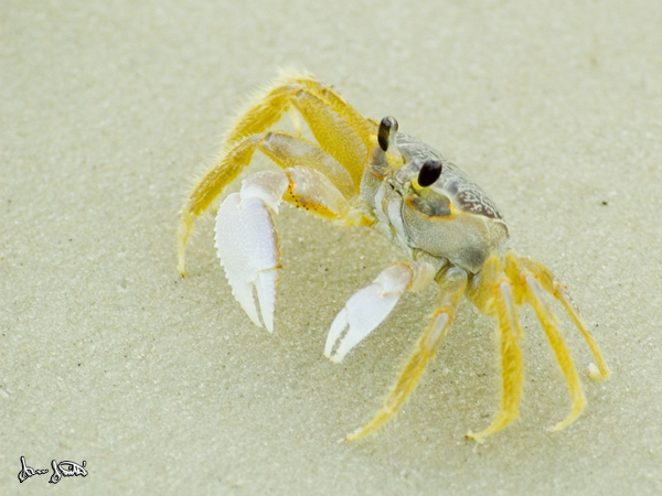 Ghost Crab