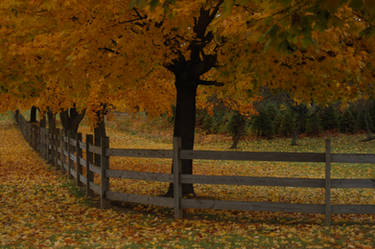 Autumn Scene 1